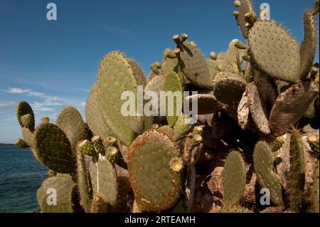 Primo piano di una pianta di cactus trovata solo sull'isola di Genovesa nel Parco Nazionale delle Isole Galapagos; isola di Genovesa, Isole Galapagos, Ecuador Foto Stock