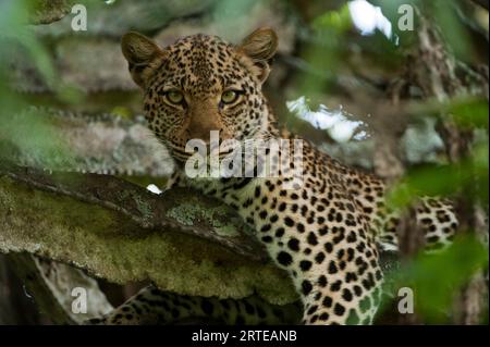 Giovane leopardo femminile (Panthera pardus) riposa in un albero di euforbia nel Parco Nazionale della Regina Elisabetta; Uganda Foto Stock