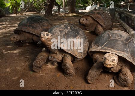 Gruppo di tartarughe delle Galapagos (Chelonoidis nigra) in un recinto in uno zoo; Brownsville, Texas, Stati Uniti d'America Foto Stock