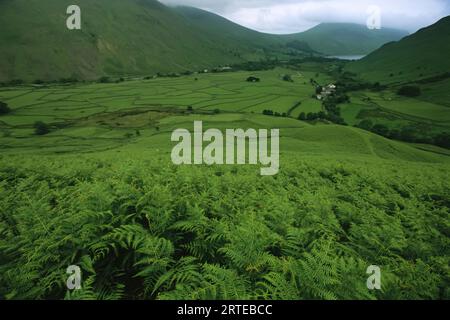 Vista da una collina ricoperta di felci di una valle a nord di Scafell Pike; Inghilterra Foto Stock