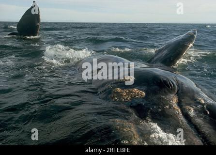 Alla ricerca di un contatto con una specie ormai amica, una balena grigia (Eschrichtius glaucus) segue una barca per l'avvistamento delle balene in questo vivaio invernale per i grandi... Foto Stock