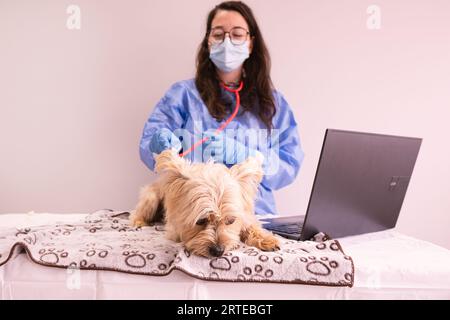 cane con un aspetto triste, sdraiato sul letto di esame mentre viene esaminato da un veterinario Foto Stock