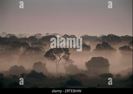 La nebbia sorge da una foresta nel Pantanal; Pantanal, Brasile Foto Stock