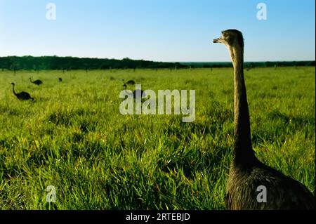 Le reas maggiori (Pterocnemia pennata) pascolano nell'alta erba savana; Pantanal, Brasile Foto Stock