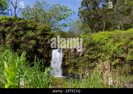 Vegetazione lussureggiante e cascata lungo la strada per Hana, percorso panoramico; Maui, Hawaii, Stati Uniti d'America Foto Stock