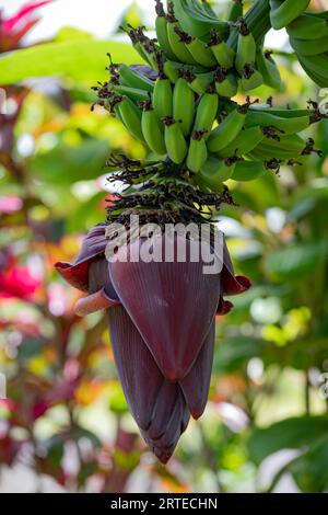 Primo piano di una pianta di banana selvatica (Musa acuminata) con infiorescenza di bratti rossi scuri appesi verso il basso e il frutto commestibile che si sviluppa sopra, lungo... Foto Stock