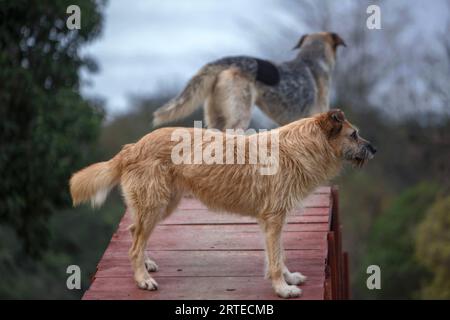 due cani di profilo su un ponte guardano all'orizzonte Foto Stock