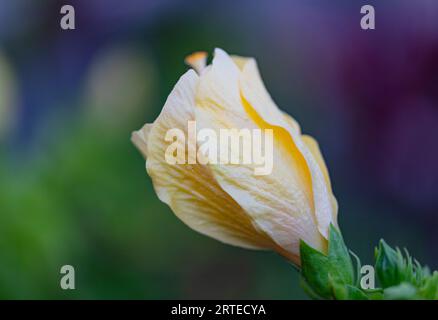 Primo piano di un germoglio di ibisco giallo (Hibiscus brackenridgei) a Kihei; Maui, Hawaii, Stati Uniti d'America Foto Stock