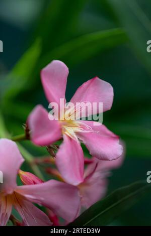 Primo piano di fiori rosa a cinque petali con stigma giallo e anthers a Kihei; Maui, Hawaii, Stati Uniti d'America Foto Stock