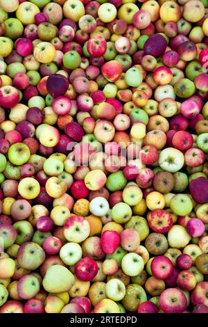 Diversi tipi di mele (immagine completa) Foto Stock