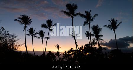 Alberi di palme in un cielo blu con il bagliore del crepuscolo, Kamaole 2 Beach; Kihei, Maui, Hawaii, Stati Uniti d'America Foto Stock