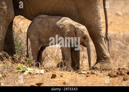 Il vitello africano di elefante cespuglio (Loxodonta africana) si erge con la madre sulla savana di Segera; Segera, Laikipia, Kenya Foto Stock