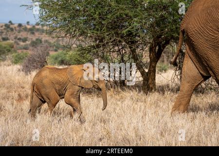 Il vitello africano di elefante cespuglio (Loxodonta africana) segue da vicino un elefante adulto sulla savana a Segera; Segera, Laikipia, Kenya Foto Stock