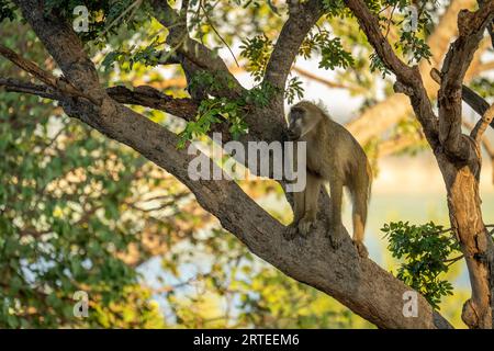 Babbuino Chacma (Papio ursinus) in piedi in alto su un ramo d'albero ombreggiato su una riva del fiume nel Parco Nazionale del Chobe; Chobe, nord-ovest, Botswana Foto Stock