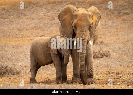 Portriat di elefante africano (Loxodonta africana) in piedi accoccolato accanto a un elefante africano adulto sulla savana di Segera Foto Stock