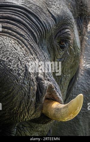Primo piano dell'occhio e zanne di un vitello di elefante cespuglio africano (Loxodonta africana) nel Parco Nazionale del Chobe; Chobe, nord-ovest, Botswana Foto Stock