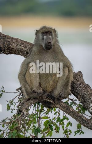 Ritratto ravvicinato di un babbuino Chacma (Papio ursinus) su un ramo d'albero in riva al fiume nel Parco Nazionale del Chobe; Chobe, nord-ovest, Botswana Foto Stock