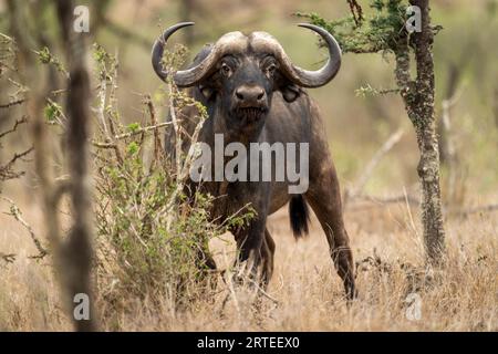 Ritratto di un bufalo del Capo (Syncerus caffer) in piedi tra i cespugli sulla pianura guardando la macchina fotografica; Laikipia, Kenya Foto Stock