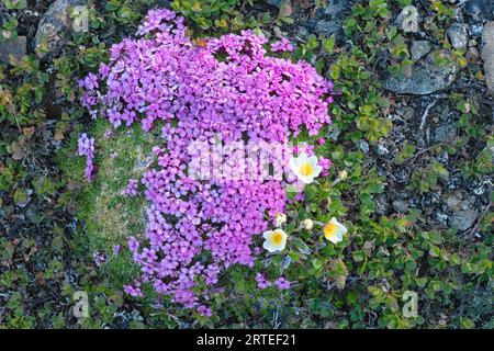 Primo piano di muschio campion (Silene acaulis) e avens di montagna (Dryas octopetala) che crescono su un lato della montagna; Carcross, territorio dello Yukon, Canada Foto Stock