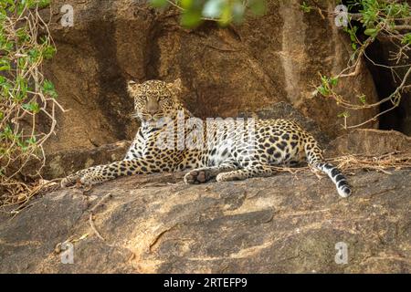 Il leopardo (Panthera pardus) giace su roccia circondato da rami; Kenya Foto Stock