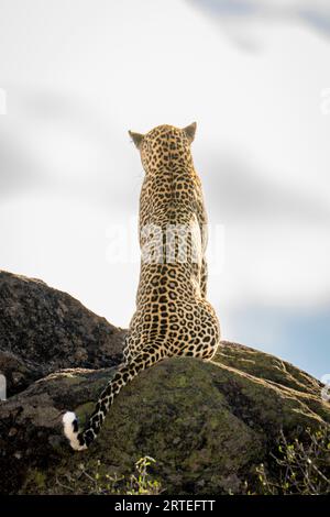 Leopard (Panthera pardus) siede sulla roccia per tornare alla macchina fotografica; Kenya Foto Stock