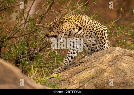 Il leopardo (Panthera pardus) si trova aggrappato su rocce da cespuglio; Kenya Foto Stock