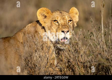 Ritratto ravvicinato di una leonessa (Panthera leo) sdraiata nell'erba, guardando i cespugli al sole; Laikipia, Kenya Foto Stock