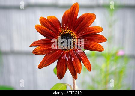 Testa isolata di girasole rosso brillante (elianto) su sfondo grigio e verde sfocato-12 Foto Stock