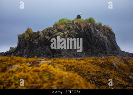 Un'aquila calva bagnata (Haliaeetus leucocephalus) si trova arroccata su un nido di erba in cima a un'isola con la bassa marea, esponendo rocce e aranci, alghe gialle su... Foto Stock