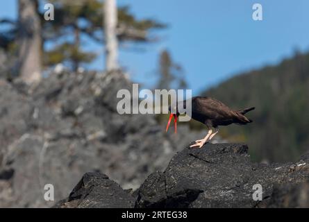 Ritratto ravvicinato di un uccello di oystercatcher (Haematopus) che cammina sulle rocce in una giornata estiva con un cielo blu nello stretto del Principe William Foto Stock