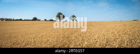 Grano dorato alla luce del sole in un campo vicino a Arthingworth, Northamptonshire, Inghilterra, Regno Unito; Northamptonshire, Inghilterra Foto Stock