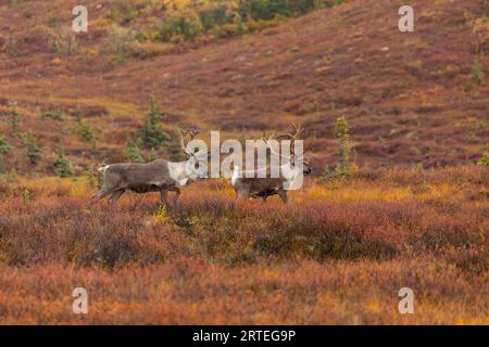 Due caribù (Rangifer tarandus) che camminano attraverso la tundra colorata autunnale nel Denali National Park and Preserve, Alaska, USA Foto Stock