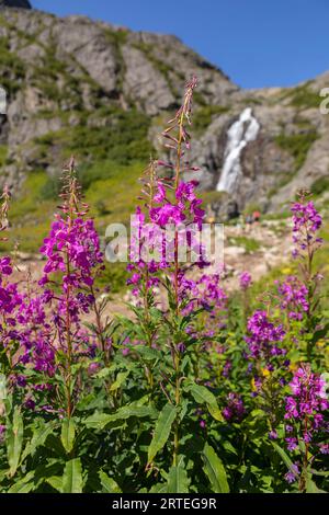 Alghe (Chamaenerion angustifolium) in fiore in estate, con la cascata Eska Falls sullo sfondo e gli escursionisti che camminano verso di essa nel Talkeetna... Foto Stock