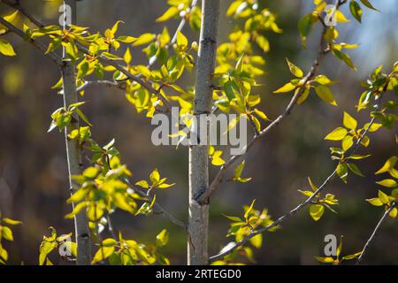 La primavera in erba di Cottonwood parte in un giorno di sole primaverile; Palmer, Alaska, Stati Uniti d'America Foto Stock