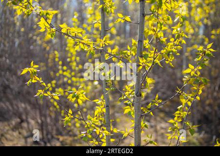 La primavera in erba di Cottonwood parte in un giorno di sole primaverile; Palmer, Alaska, Stati Uniti d'America Foto Stock