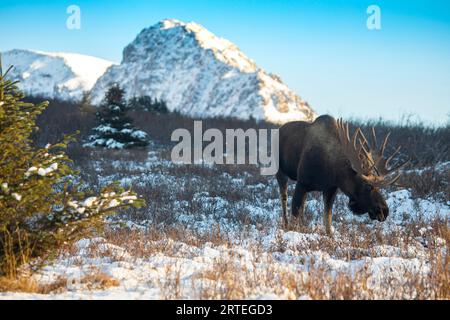 Alce di toro (Alces alces) con cibo a griglia, pascolando nel tardo pomeriggio con il sole sulla neve fresca, con una montagna innevata sullo sfondo, Chu... Foto Stock