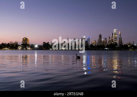 Skyline di Melbourne con l'Albert Park Lake in primo piano e un cigno solitario che nuota al crepuscolo; Melbourne, Victoria, Australia Foto Stock