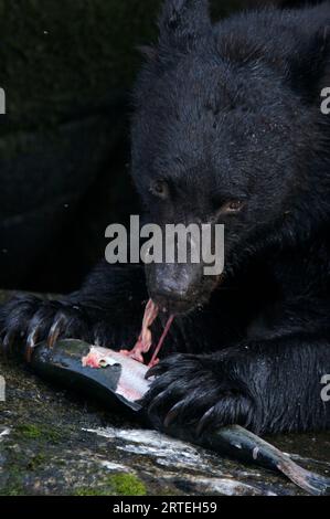 L'orso nero (Ursus americanus) si nutre di salmone nella Tongass National Forest; Anan Creek, Alaska, Stati Uniti d'America Foto Stock