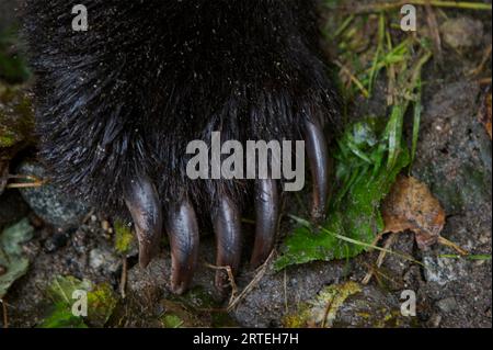 Primo piano dei lunghi artigli sulla zampa di un orso bruno o grizzly (Ursus arctos horribilis) sul fiume Unuk in Alaska, Stati Uniti Foto Stock