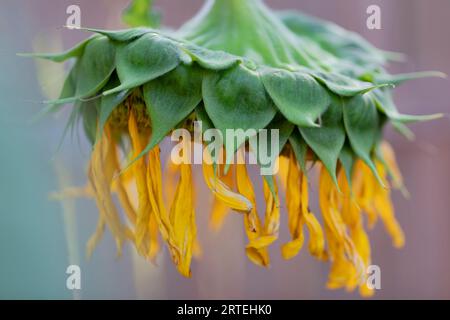 Girasole (Helianthus annuus) appassito alla fine del suo ciclo di vita; Port Alberni, British Columbia, Canada Foto Stock