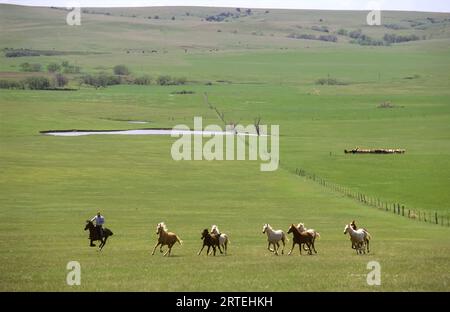 Radunare i cavalli da utilizzare per il marchio del bestiame; Howes, South Dakota, Stati Uniti d'America Foto Stock