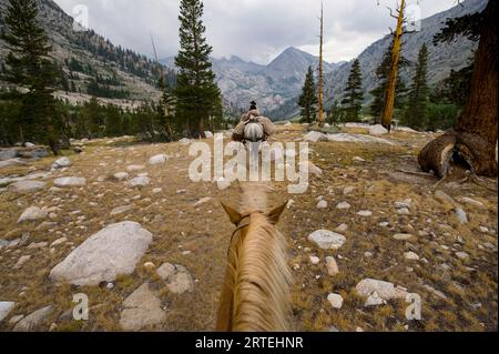 I cavalli vengono condotti attraverso le montagne al Kings Canyon National Park, California, USA; California, Stati Uniti d'America Foto Stock