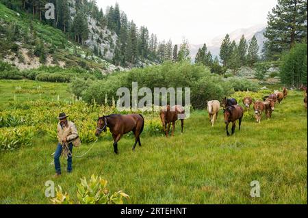 L'uomo guida i cavalli attraverso il Kings Canyon National Park, California, USA; California, Stati Uniti d'America Foto Stock