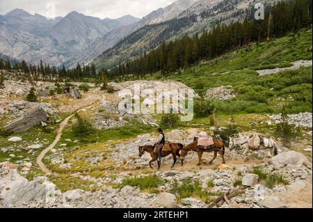 Uomo che conduce cavalli attraverso le montagne al Kings Canyon National Park, California, USA; California, Stati Uniti d'America Foto Stock