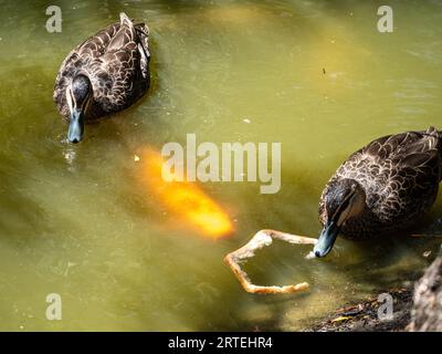 Un'anatra con un pezzo di crosta di pane nel momento appena prima che il pesce Koi la ruba Foto Stock