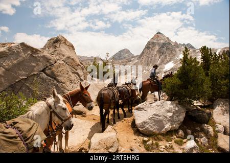 Cavallo e cavaliere guidano una serie di animali da branco nel Kings Canyon National Park, California, USA; California, Stati Uniti d'America Foto Stock