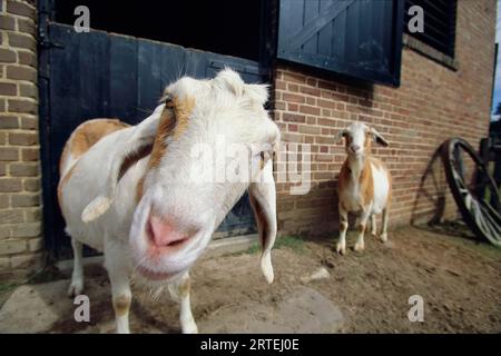 Con la testa coccolata, una capra guarda curiosamente alla telecamera: Middleton Place, Carolina del Sud, Stati Uniti d'America Foto Stock