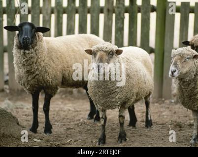 Pecore domestiche in penna; Middleton Place, Carolina del Sud, Stati Uniti d'America Foto Stock