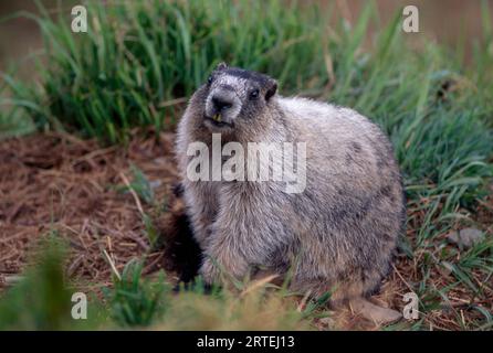 Ritratto di una marmotta (Marmota caligata) nel Denali National Park and Preserve; Alaska, Stati Uniti d'America Foto Stock