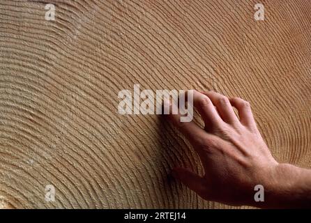 La mano dell'uomo traccia gli anelli di un albero molto grande e vecchio; Anchorage, Alaska, Stati Uniti d'America Foto Stock